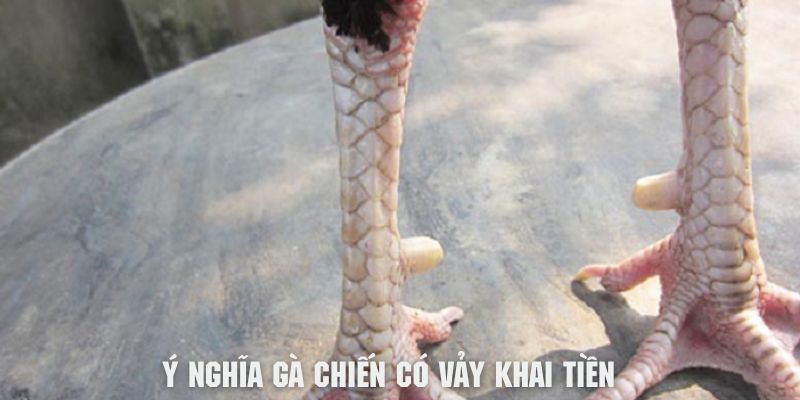 Vảy Khai Tiền Là Gì? Gà Có Vảy Khai Tiền Tốt Hay Xấu?
